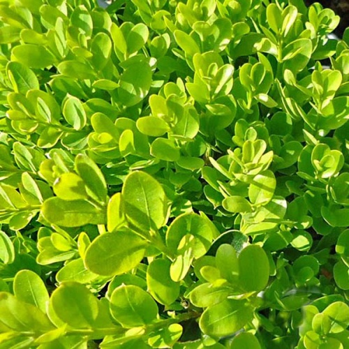 buxus_sempervirens_suffruticosa1