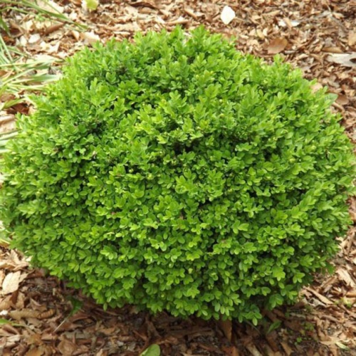 buxus_sempervirens_suffruticosa2