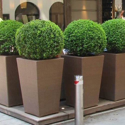 buxus_sempervirens_suffruticosa5