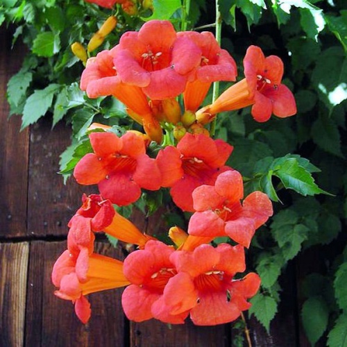 campsis-radicans-flamenco