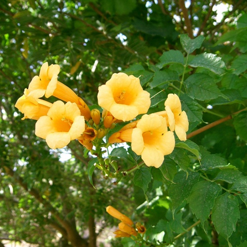campsis_radicans__uta_tekoma