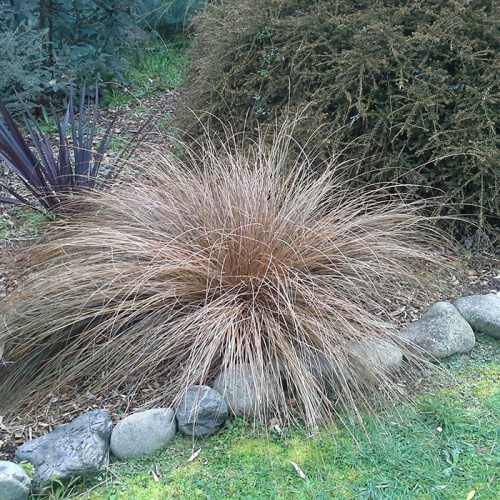 carex_bronze_form