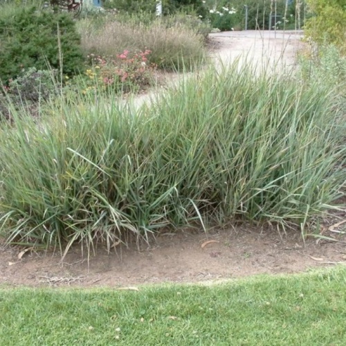 carex_canyon_prince