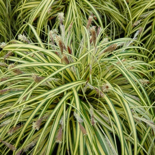 carex_evergold_compactum