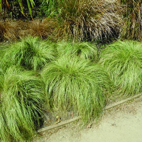 carex_green