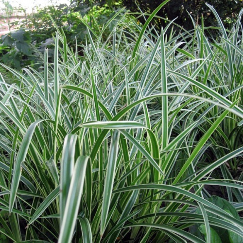 carex_trava_morrowii