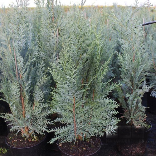 chamaecyparis_lawsoniana_columnaris1