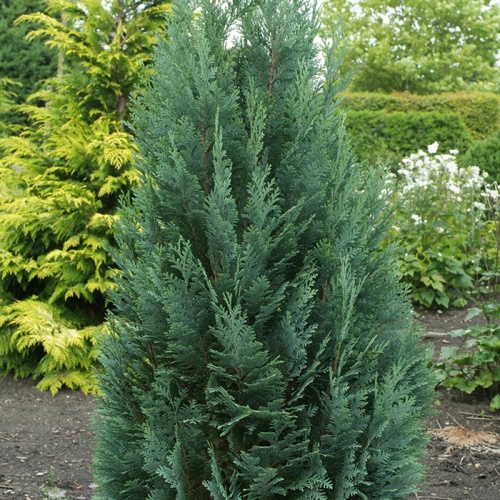 chamaecyparis_lawsoniana_columnaris2