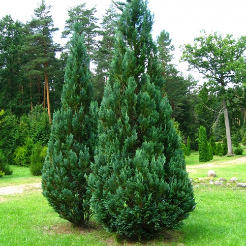 chamaecyparis_lawsoniana_columnaris3