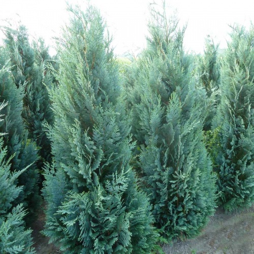 chamaecyparis_lawsoniana_columnaris_glauca1