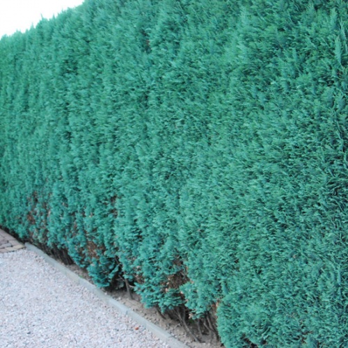 chamaecyparis_lawsoniana_columnaris_glauca2