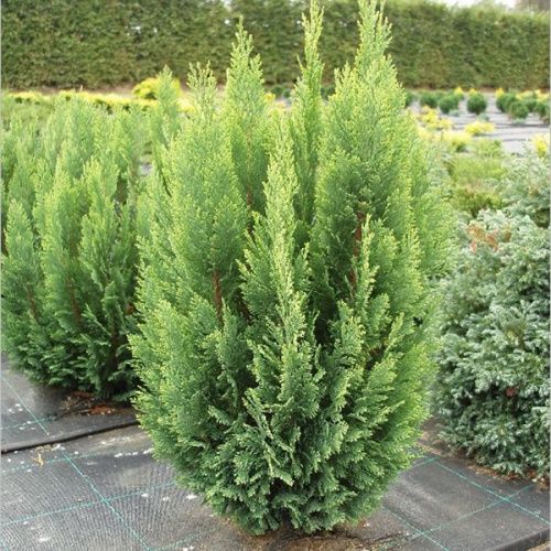 chamaecyparis_lawsoniana_ellwoods_empire_2