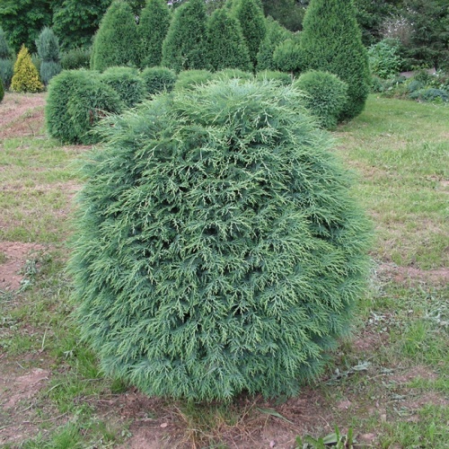 chamaecyparis_lawsoniana_globus_4