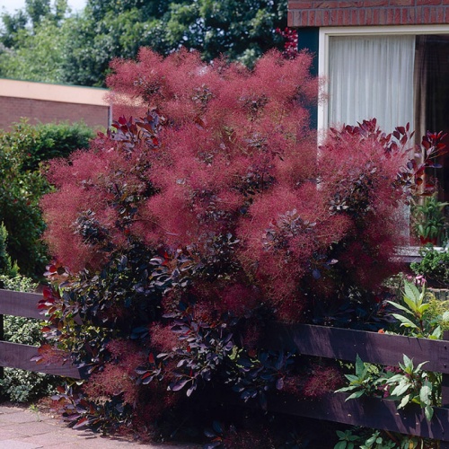 cotinus_royal_purple