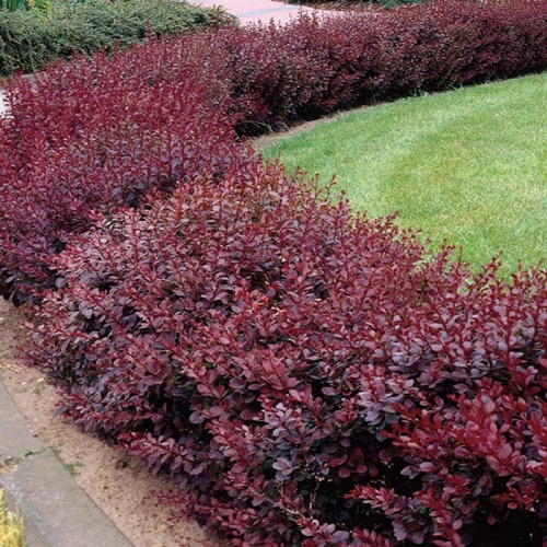 crveni_berberis-thum_atropurpurea