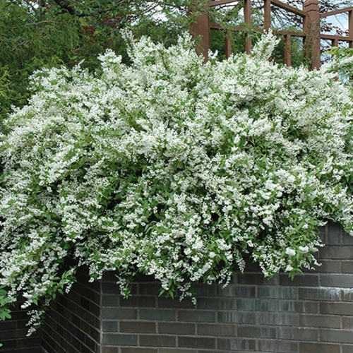 deucia_bela