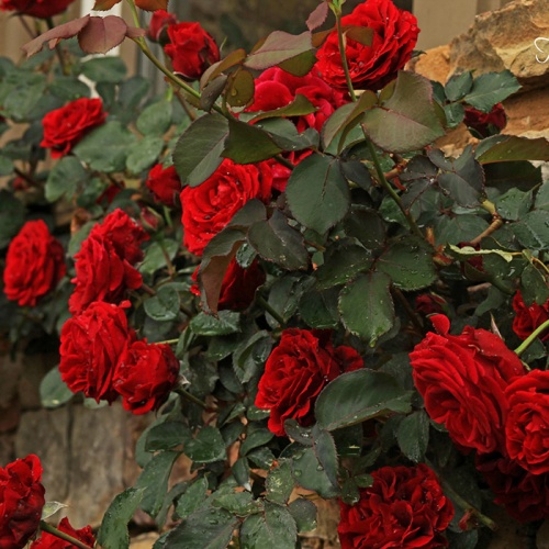 donjuan_661160822