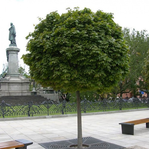 fraxinus_globosa