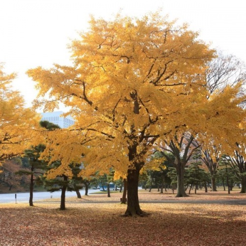 ginko