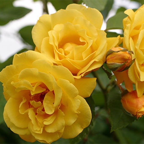 golden_svit