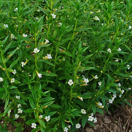 gratiola_officinali