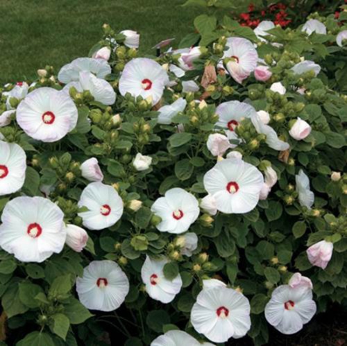 hibiscus_moscheutos_-_bijeli_hibiskus