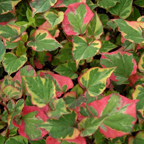 houttuynia_cordata__kameleon