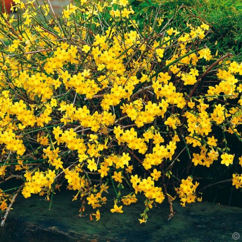 jasminum_nudiflorum