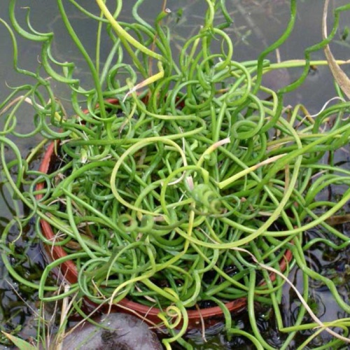 juncus_effusus_spiralis