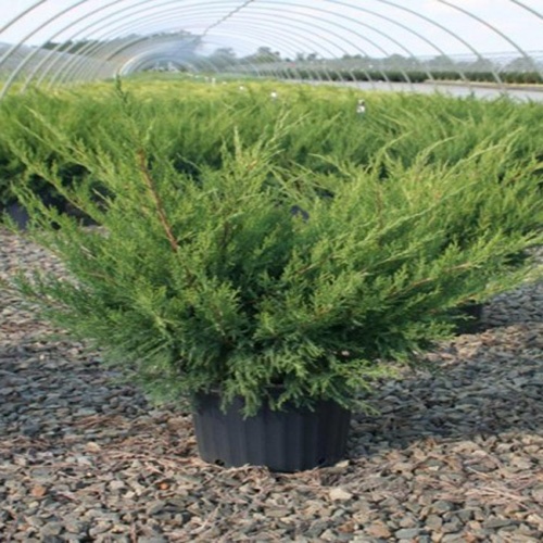 juniperus_chinensis_sea_green3