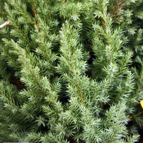 juniperus_chinensis_stricta2