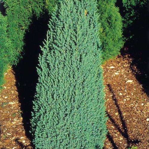 juniperus_chinensis_stricta3