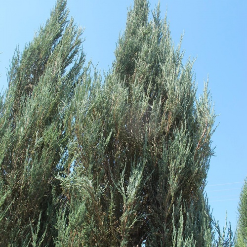 juniperus_virginiana_skyrocket1