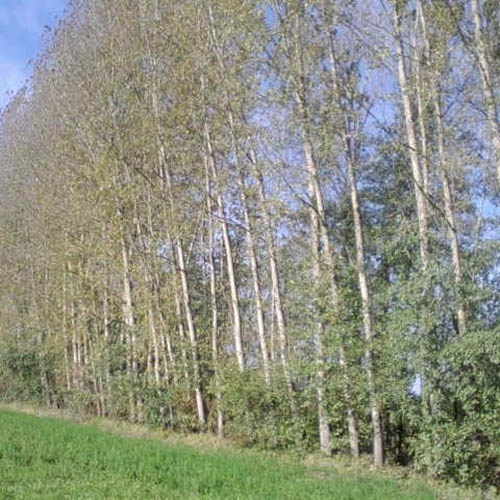 kanadskatopola