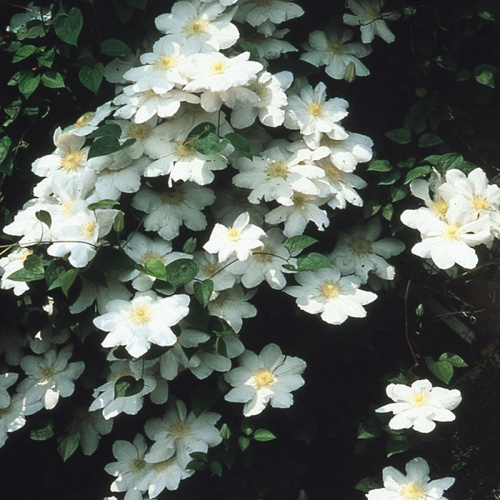 klematis_madame_le_coultre