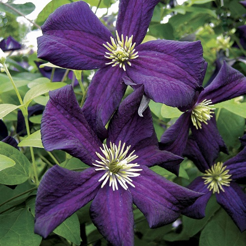 klematis_romantika