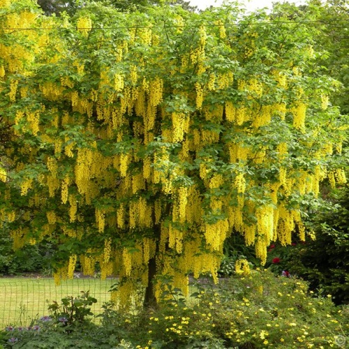 laburnum_-zlatna_kia