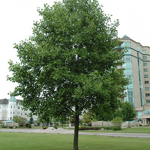 liriodendron