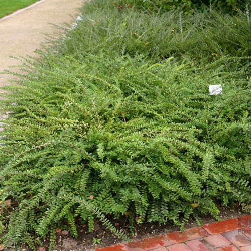 lonicera_pileata