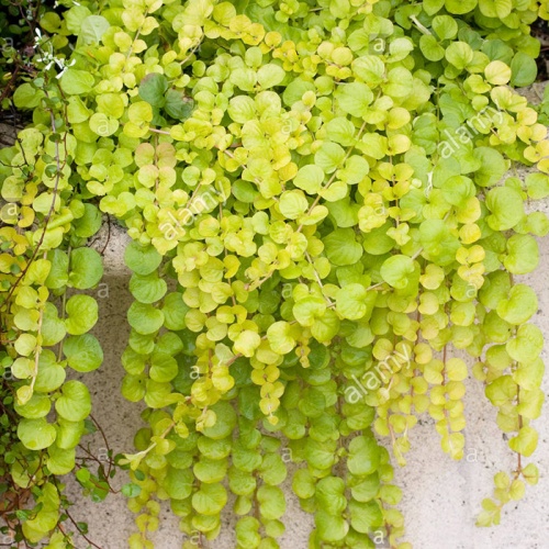 lysimachia_nummularia_aurea_839618561