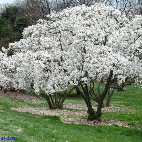 magnolija_bela_stellata