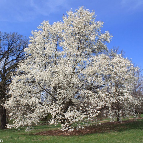 magnolija_kobus