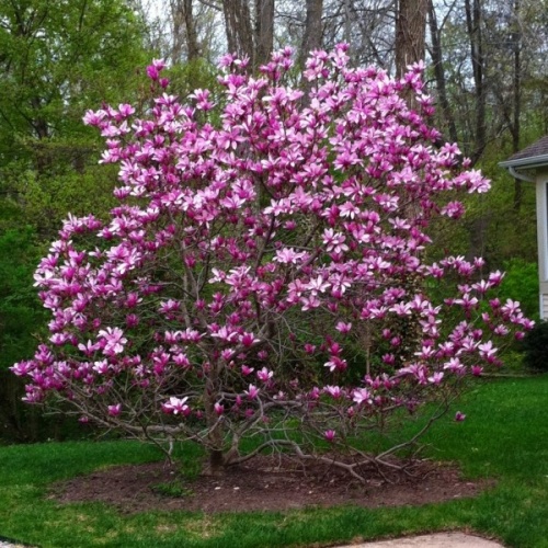 magnolija_suzan