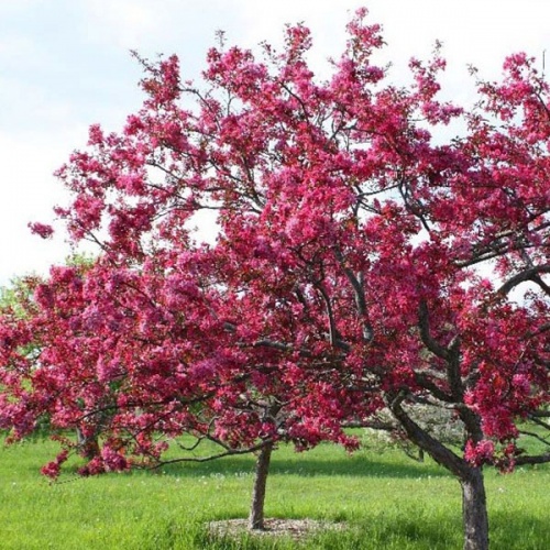 malus_liset_