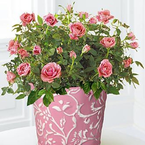 mini-pink-ruza-baby-blue