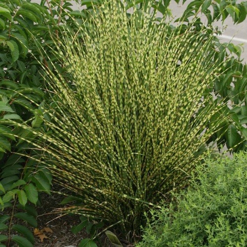 miscanthus_gold_bar