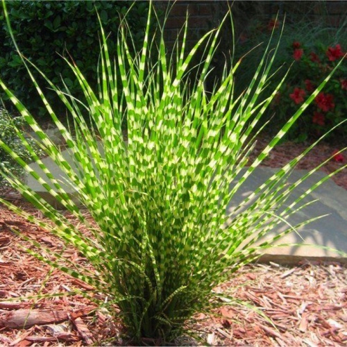 miscanthus_sinensis_zebrinus