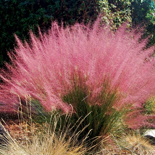 muhlenbergia_capilaris