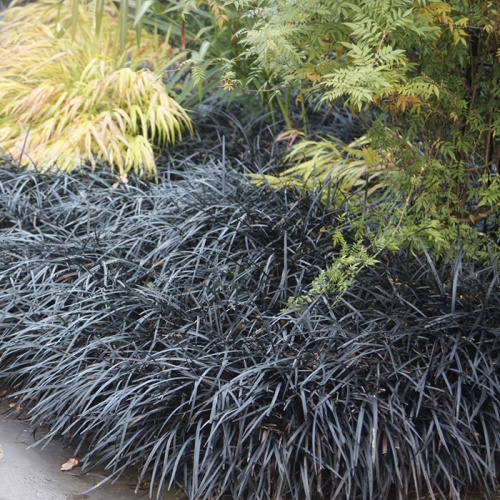 ophiopogon_nigrescens