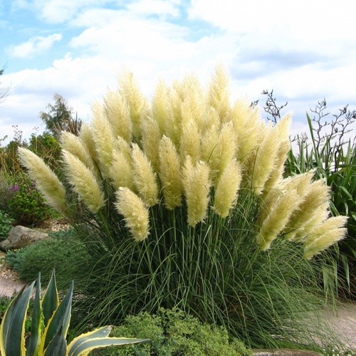 pampas_trava_bela